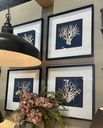 Framed Coral Print 1