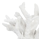 Decorative Coral