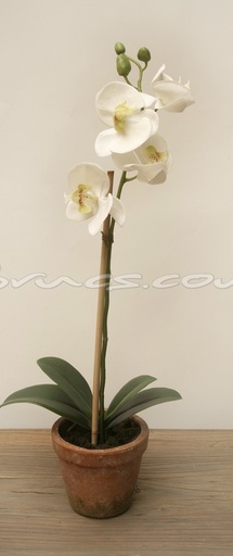 White Orchid Plant in terracotta pot